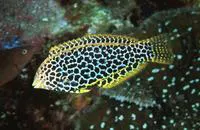 Blackspotted wrasse (Macropharyngodon meleagris)