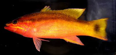 Blackstripe basslet (Liopropoma latifasciatum)