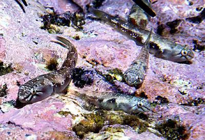 Blackstripe clingfish (Tomicodon myersi)