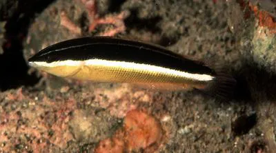 Blackstripe coris (Coris pictoides)