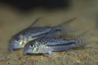 Blackstripe corydoras (Corydoras bondi)