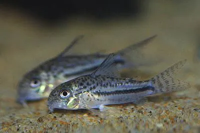 Blackstripe corydoras (Corydoras bondi)