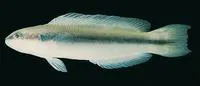 Blackstripe dottyback (Pseudochromis nigrovittatus)