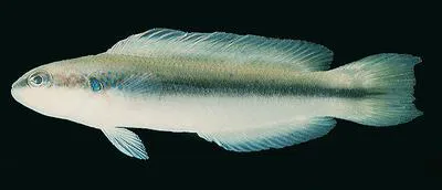 Blackstripe dottyback (Pseudochromis nigrovittatus)