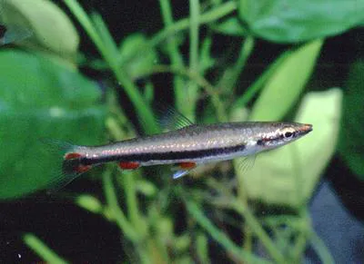 Blackstripe pencilfish (Nannostomus harrisoni)