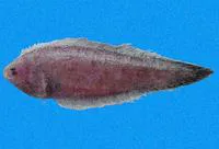 Blackstripe tonguefish (Symphurus melasmatotheca)