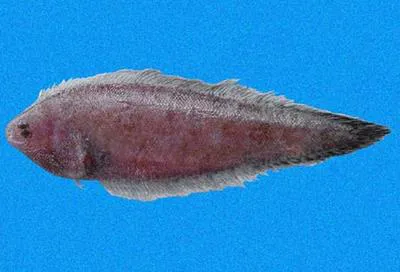 Blackstripe tonguefish (Symphurus melasmatotheca)