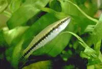 Blackstripe topminnow (Fundulus notatus)