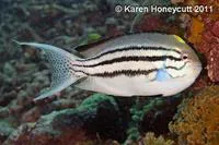 Blackstriped angelfish (Genicanthus lamarck)