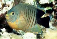 Blacktail angelfish (Centropyge eibli)