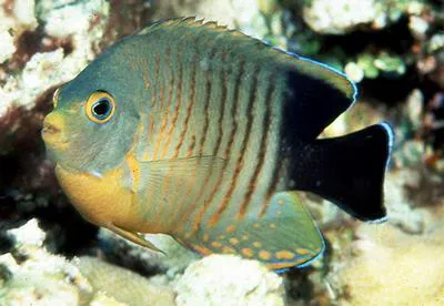 Blacktail angelfish (Centropyge eibli)