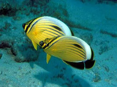 Blacktail butterflyfish (Chaetodon austriacus)