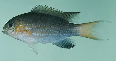 Blacktail chromis (Chromis nigrura)