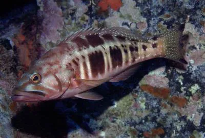 Blacktail comber (Serranus atricauda)