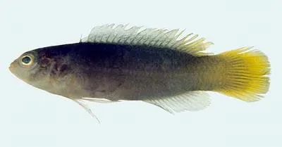 Blacktail dottyback (Pseudochromis melanurus)