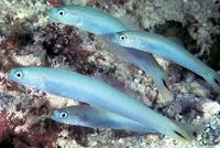 Blacktail goby (Ptereleotris heteroptera)