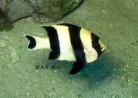 Blacktail humbug (Dascyllus melanurus)