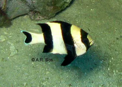 Blacktail humbug (Dascyllus melanurus)