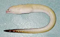 Blacktail moray (Gymnothorax kolpos)