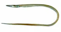 Blacktail pike-conger (Hoplunnis diomediana)