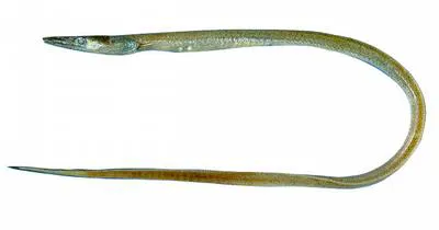 Blacktail pike-conger (Hoplunnis diomediana)