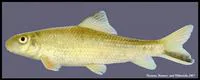 Blacktail redhorse (Moxostoma poecilurum)
