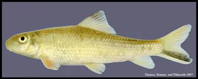 Blacktail redhorse (Moxostoma poecilurum)