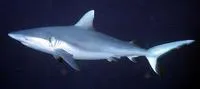 Blacktail reef shark (Carcharhinus amblyrhynchos)