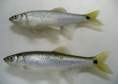 Blacktail shiner (Cyprinella venusta)