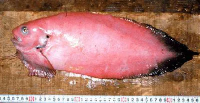 Blacktail snailfish (Careproctus melanurus)