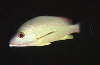 Blacktail snapper (Lutjanus fulvus)