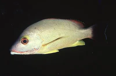 Blacktail snapper (Lutjanus fulvus)
