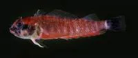 Blacktail triplefin (Enneapterygius nigricauda)