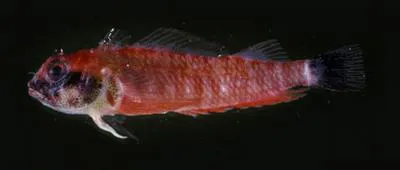 Blacktail triplefin (Enneapterygius nigricauda)