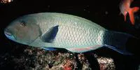 Blacktail wrasse (Thalassoma ballieui)