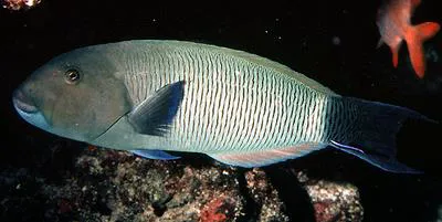 Blacktail wrasse (Thalassoma ballieui)