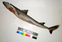 Blacktailed spurdog (Squalus melanurus)
