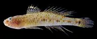 Blackthroat goby (Favonigobius melanobranchus)