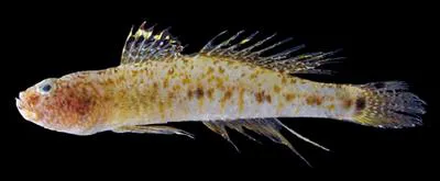 Blackthroat goby (Favonigobius melanobranchus)