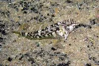 Blackthroat Triplefin (Enneapterygius atrogulare)