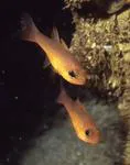 Blacktip cardinalfish (Apogon atradorsatus)