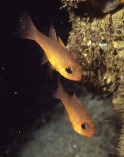 Blacktip cardinalfish (Apogon atradorsatus)