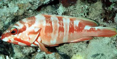Blacktip grouper (Epinephelus fasciatus)