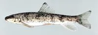 Blacktip jumprock (Moxostoma cervinum)
