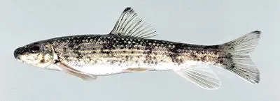 Blacktip jumprock (Moxostoma cervinum)