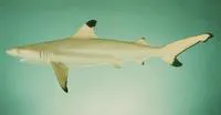 Blacktip reef shark (Carcharhinus melanopterus)