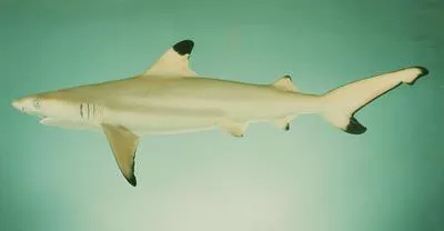 Blacktip reef shark (Carcharhinus melanopterus)