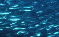 Blacktip sardinella (Sardinella melanura)