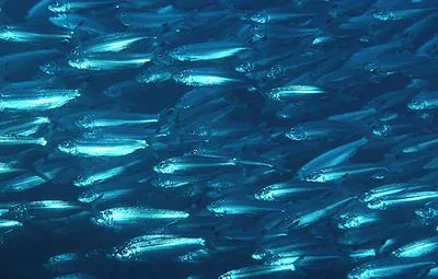 Blacktip sardinella (Sardinella melanura)