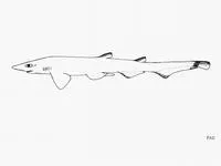 Blacktip sawtail catshark (Galeus sauteri)